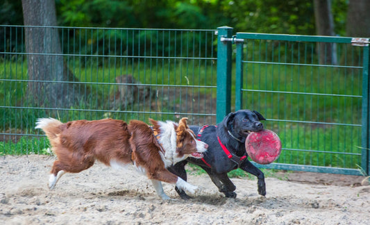 Two dogs playing with a frisbee in a park