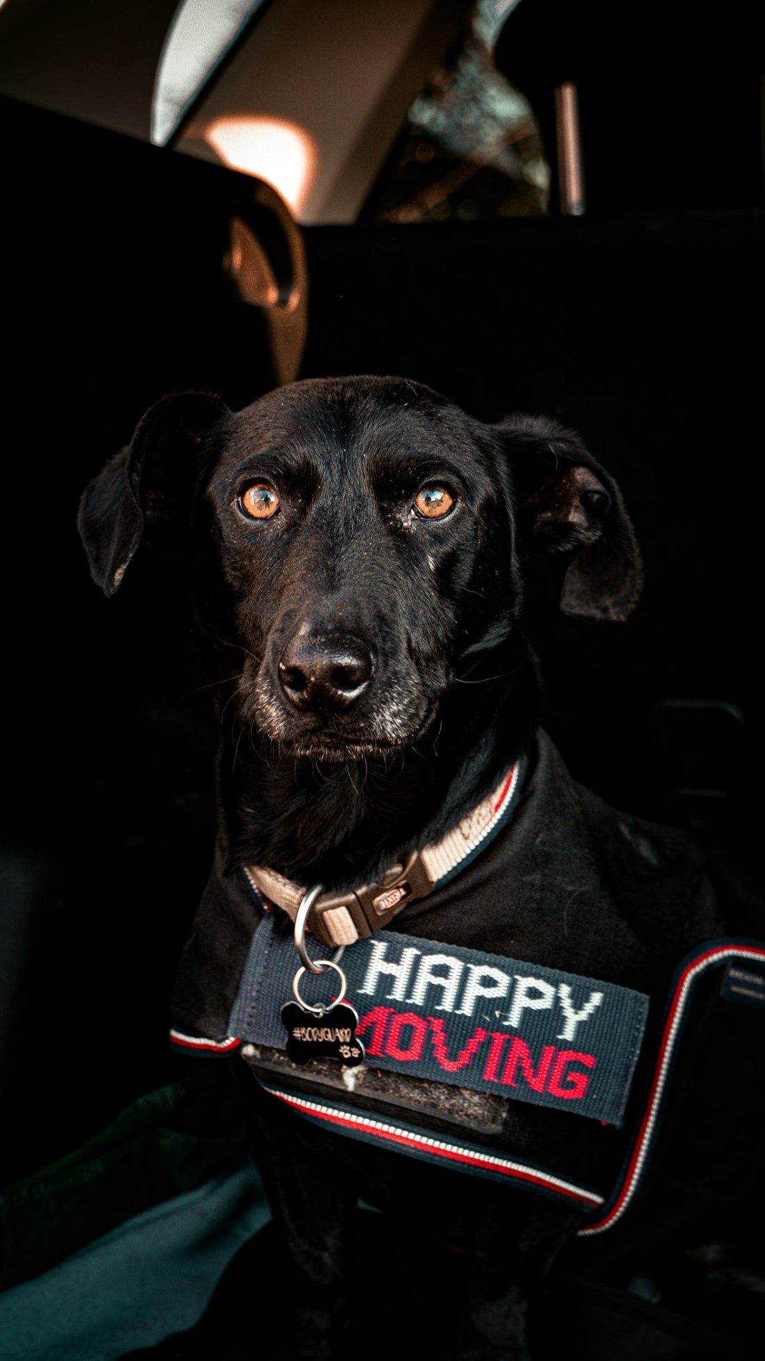 Black dog wearing a vest with happy moving text.