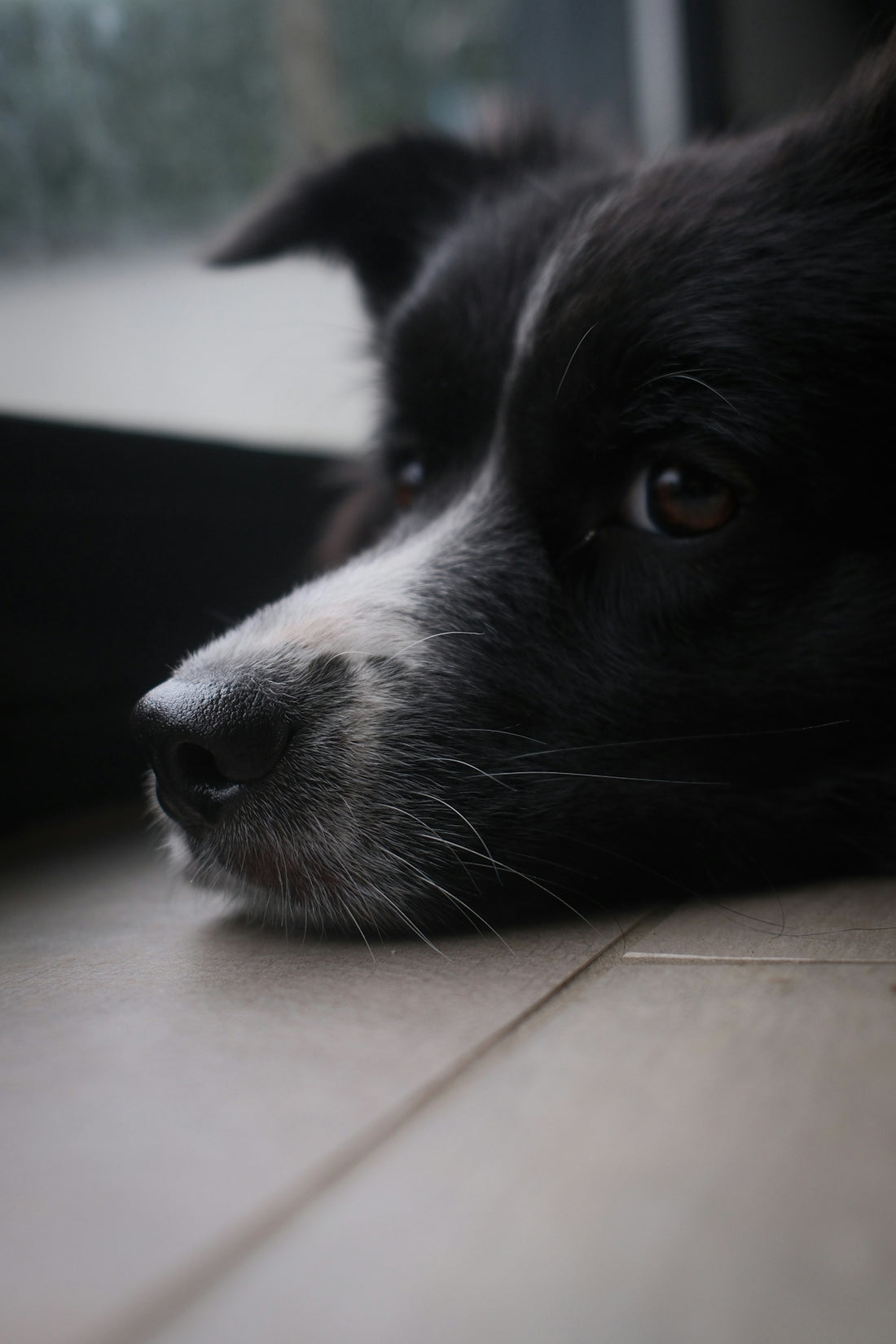 Close-up of a black and white dog resting its head.