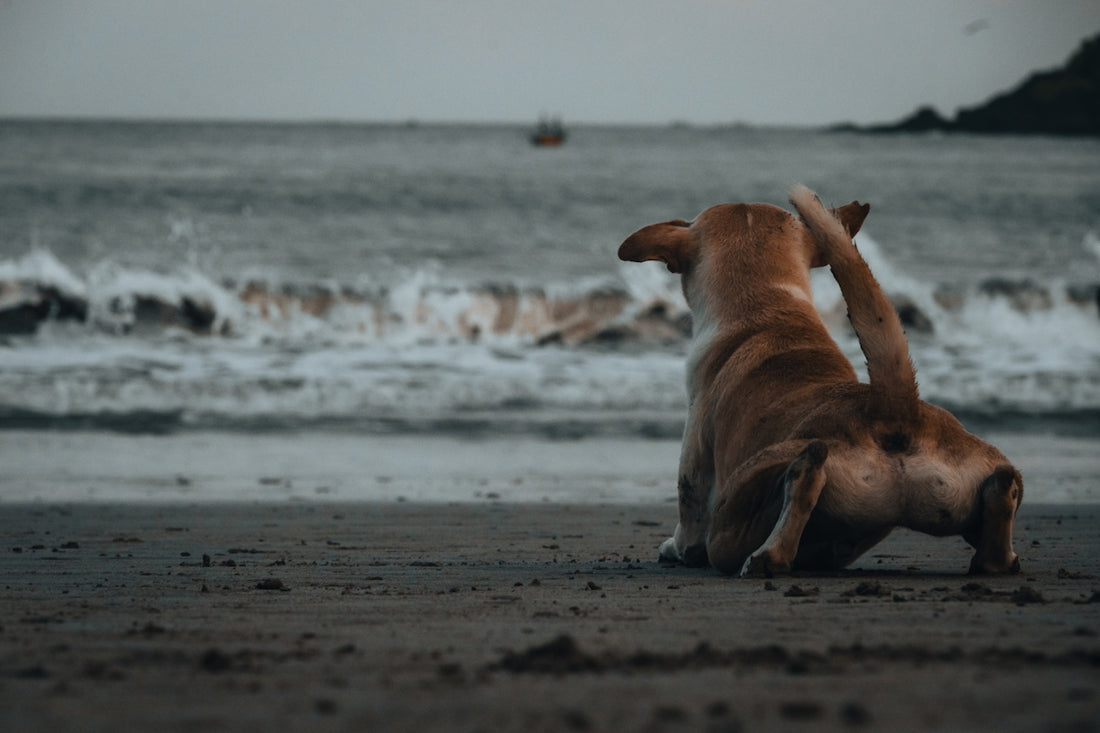 A dog sits on a beach looking at the ocean.