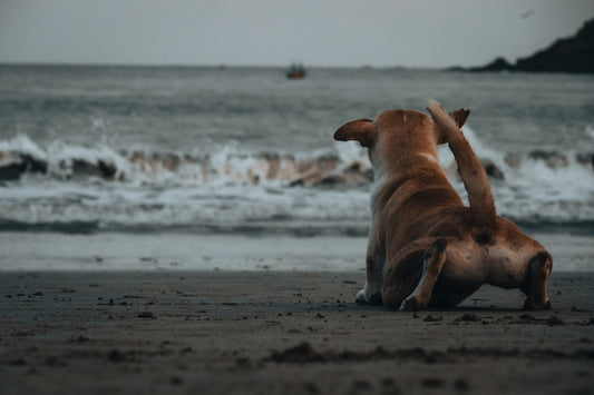 A dog sits on a beach looking at the ocean.