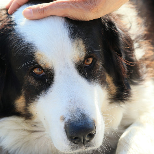 A hand pets a dog's head