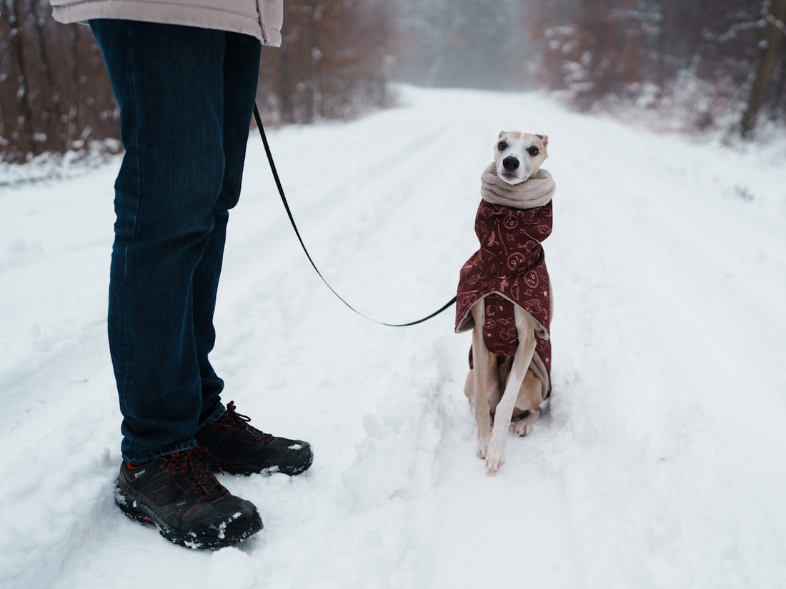 Dog in a coat on a snowy path