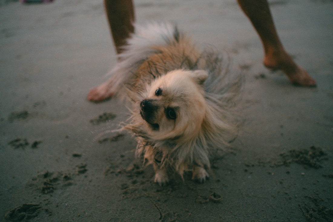 A small fluffy dog shakes water off at the beach.
