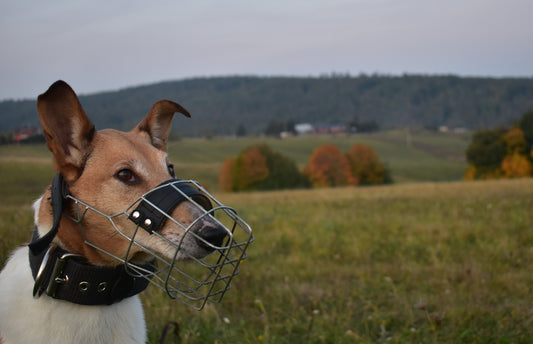 A dog wearing a muzzle in a grassy field.