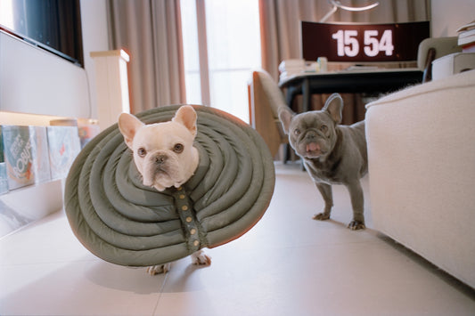 Two french bulldogs, one wearing a soft cone collar.