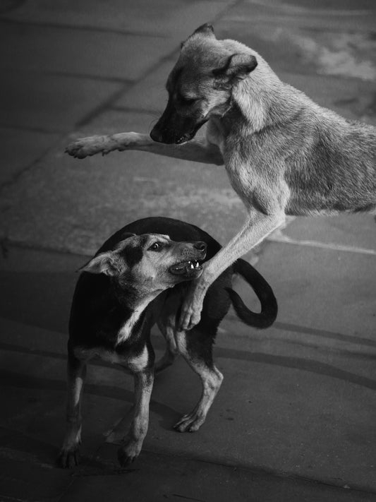 Two dogs playfully interacting outdoors.