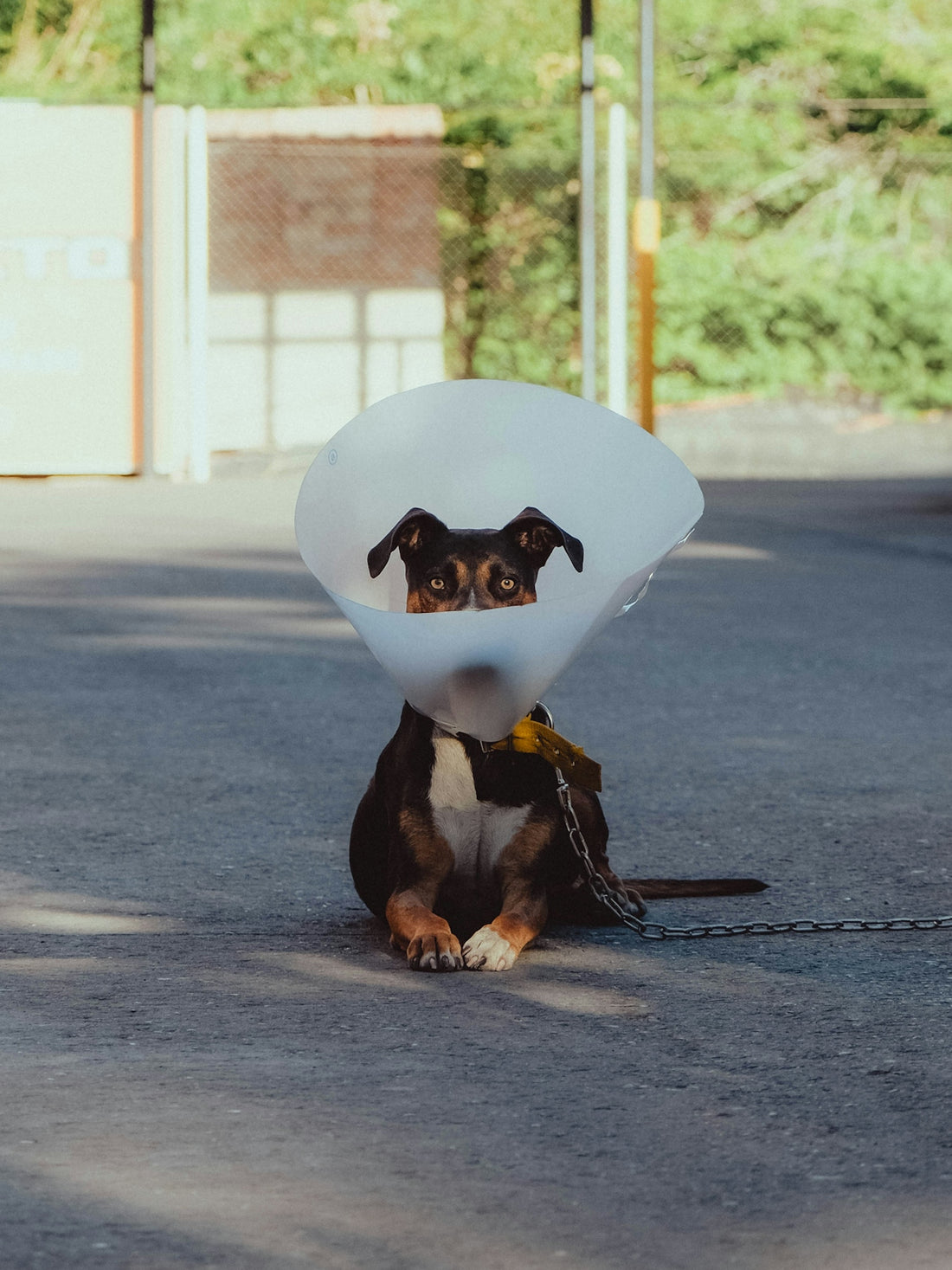 A dog wearing a cone sits on the pavement.