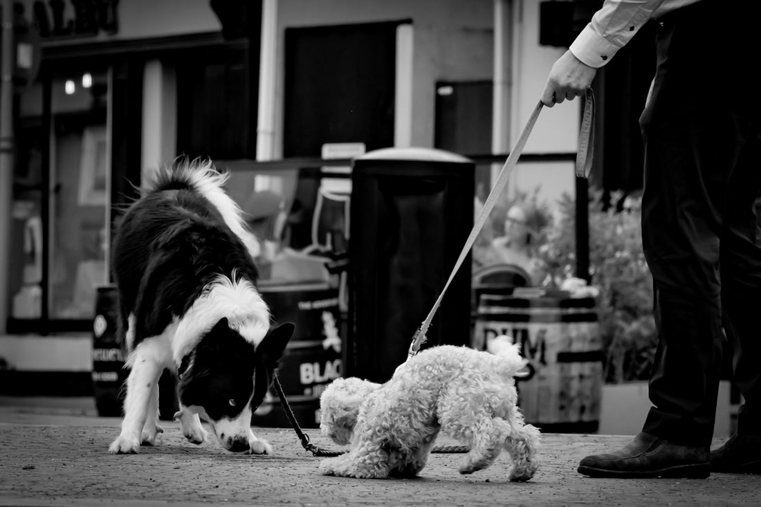 Two dogs on leashes with a person walking.