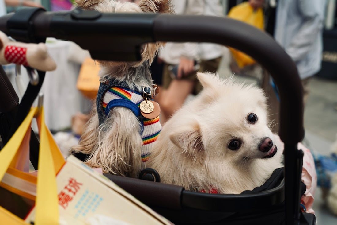 Two dogs in a stroller