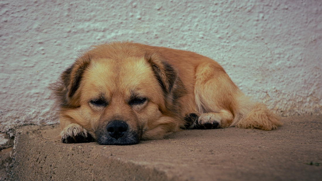 A sad-looking dog rests on a ledge.