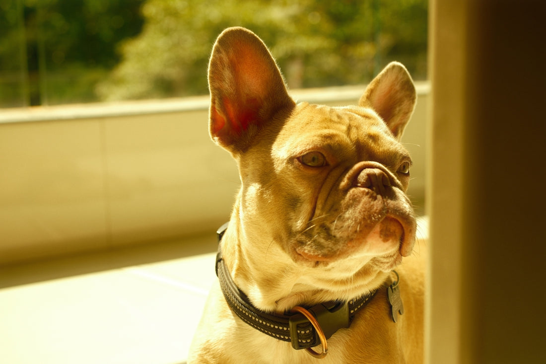 A light brown french bulldog wearing a collar.