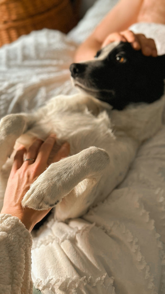A person petting a dog lying on a bed
