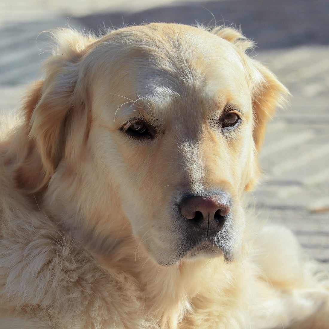 Close up of a golden retriever dog's face