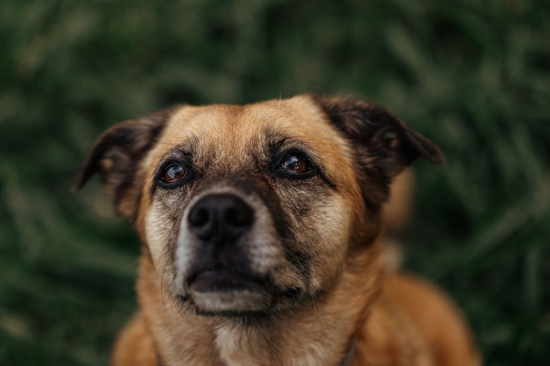 A close-up of a brown dog looking up