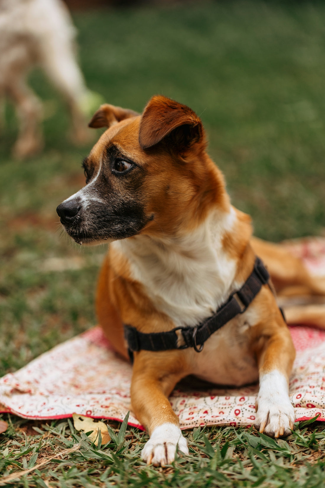 A brown and white dog lies on a blanket.