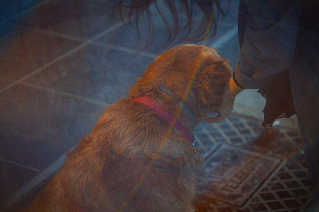 A golden retriever dog wearing a red collar