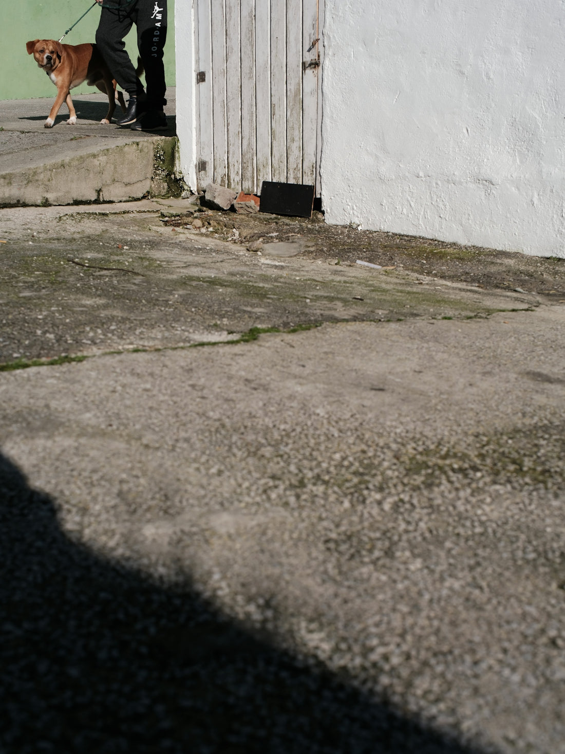 A person walks a dog on a sunny day.