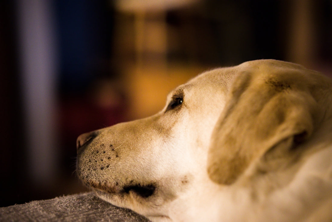 Close-up of a yellow lab dog's face