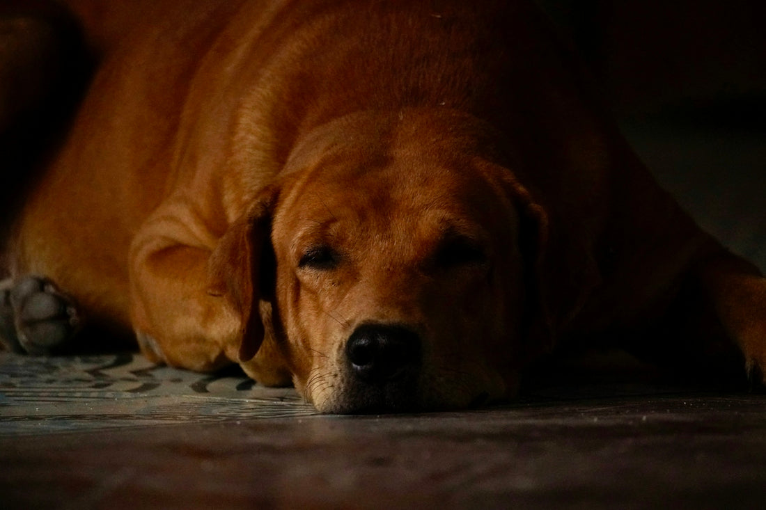 A tired dog rests its head on the floor
