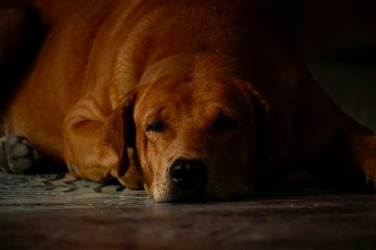 A tired dog rests its head on the floor