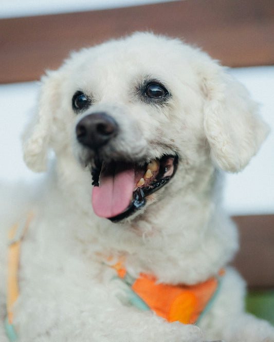 A fluffy white dog wearing an orange harness.