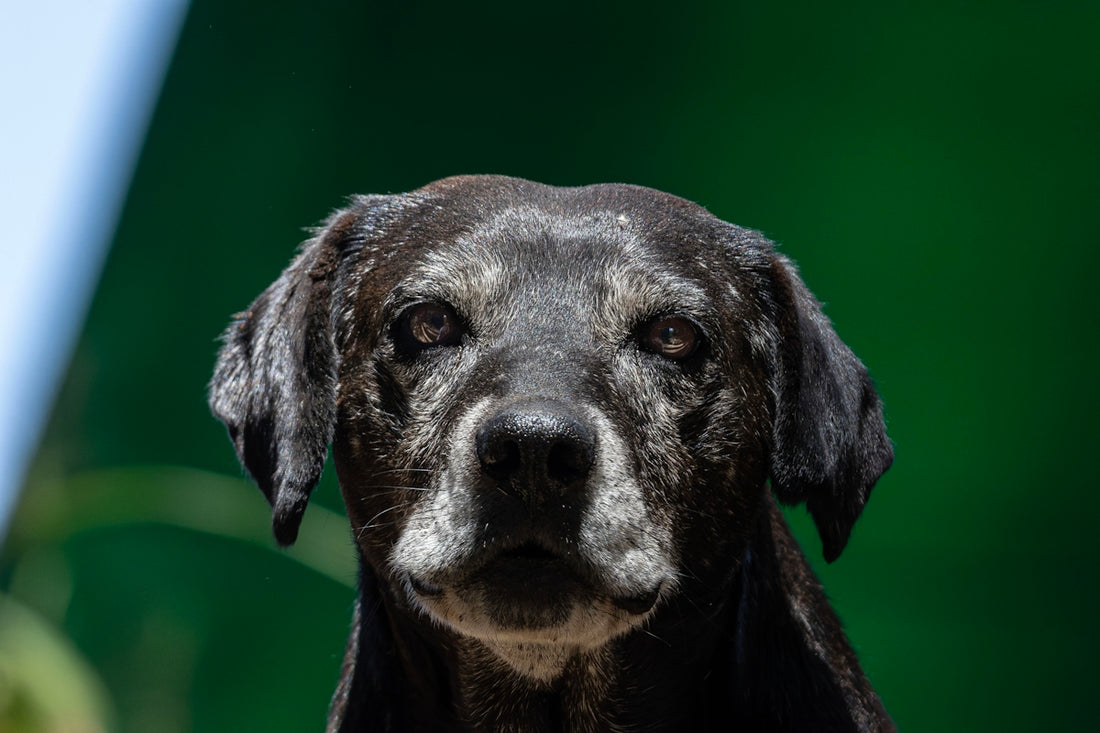 Un gros plan du visage d'un chien noir plus âgé.