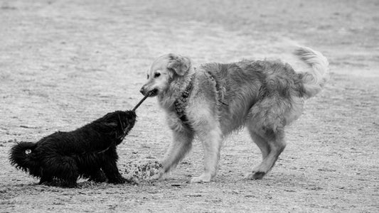 Two dogs playing tug-of-war with a stick