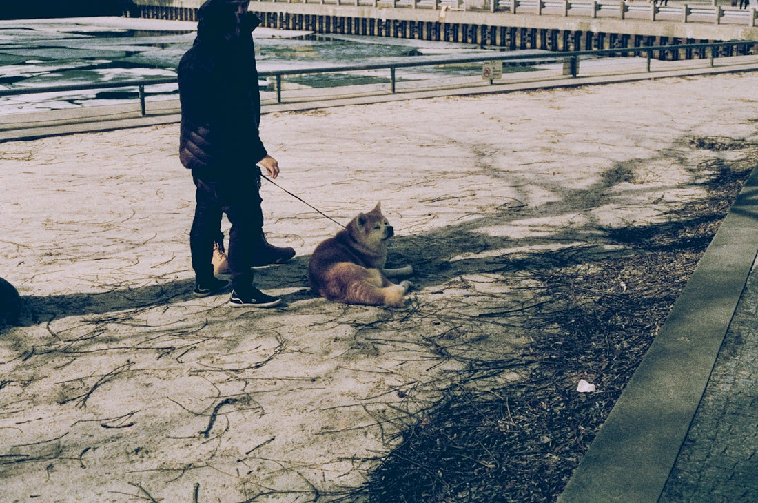A person walks a dog on a leash outdoors