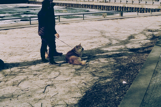 Eine Person führt draußen einen Hund an der Leine aus.
