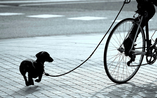 A small dog walks on a leash beside a bicycle.