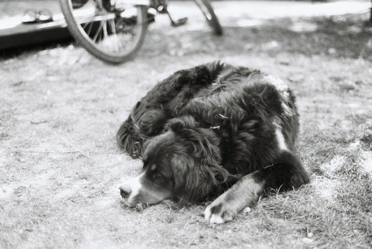A fluffy dog curled up sleeping on the ground.