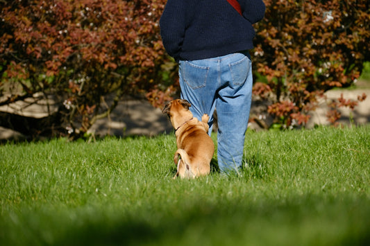 A small dog sits by a person's legs on grass.