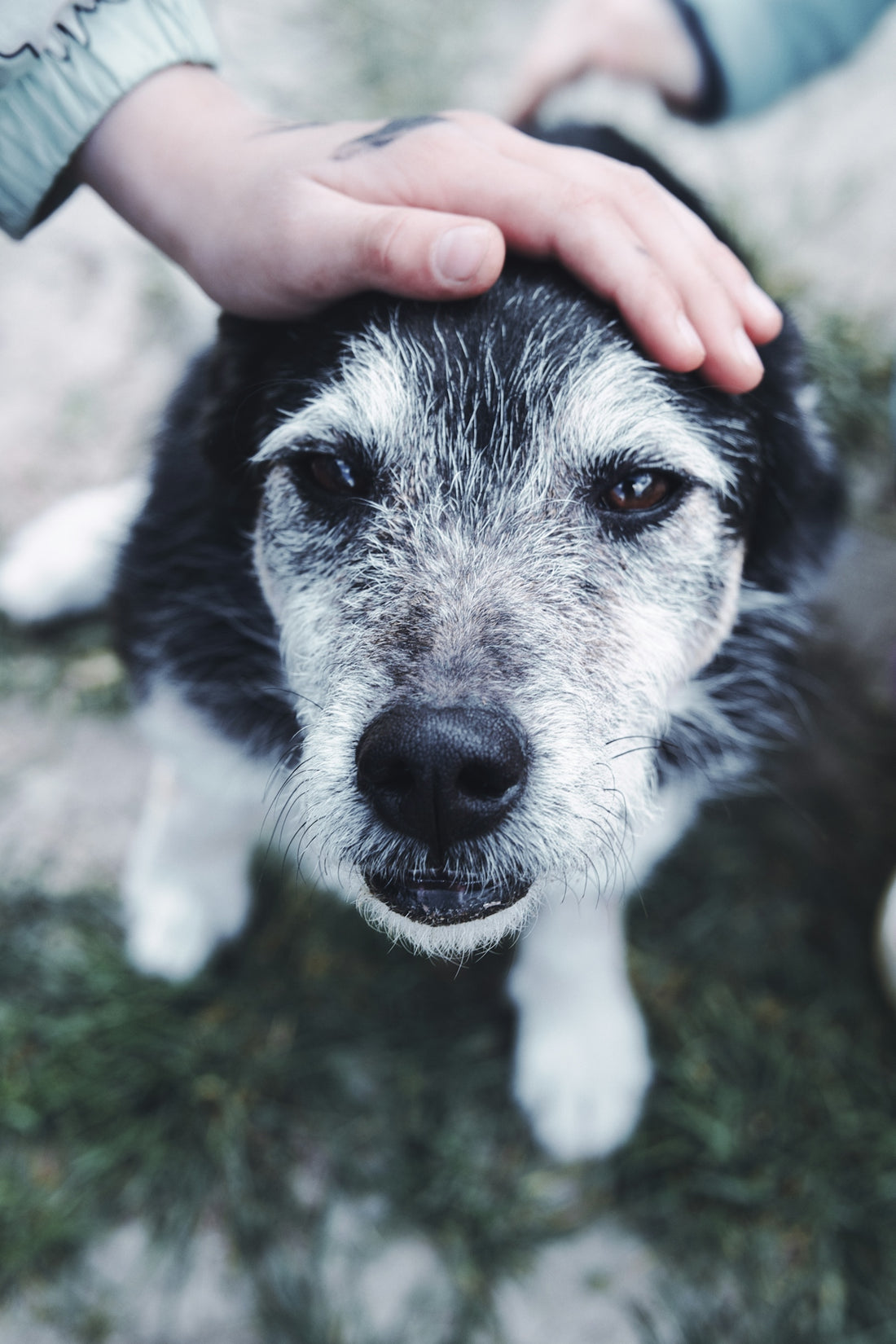 A hand pets an old dog's head.