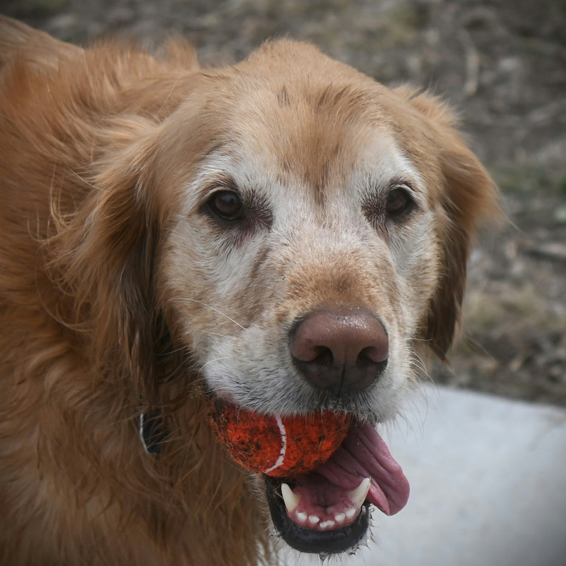 Golden retriever dog holding a tennis ball in its mouth.