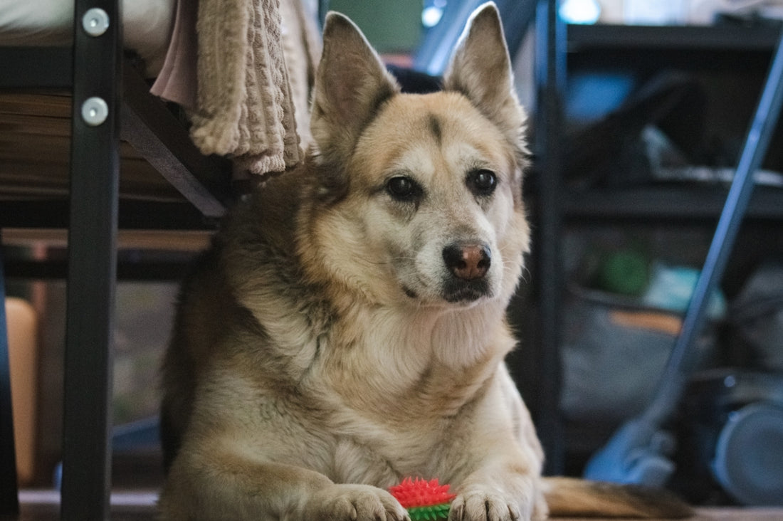 A dog lies down with a small toy.