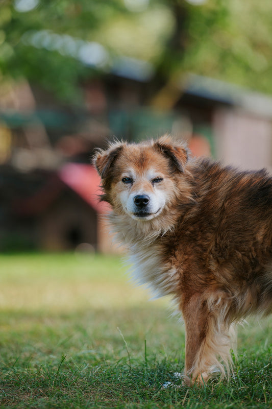 A scruffy brown dog winks in a grassy yard.