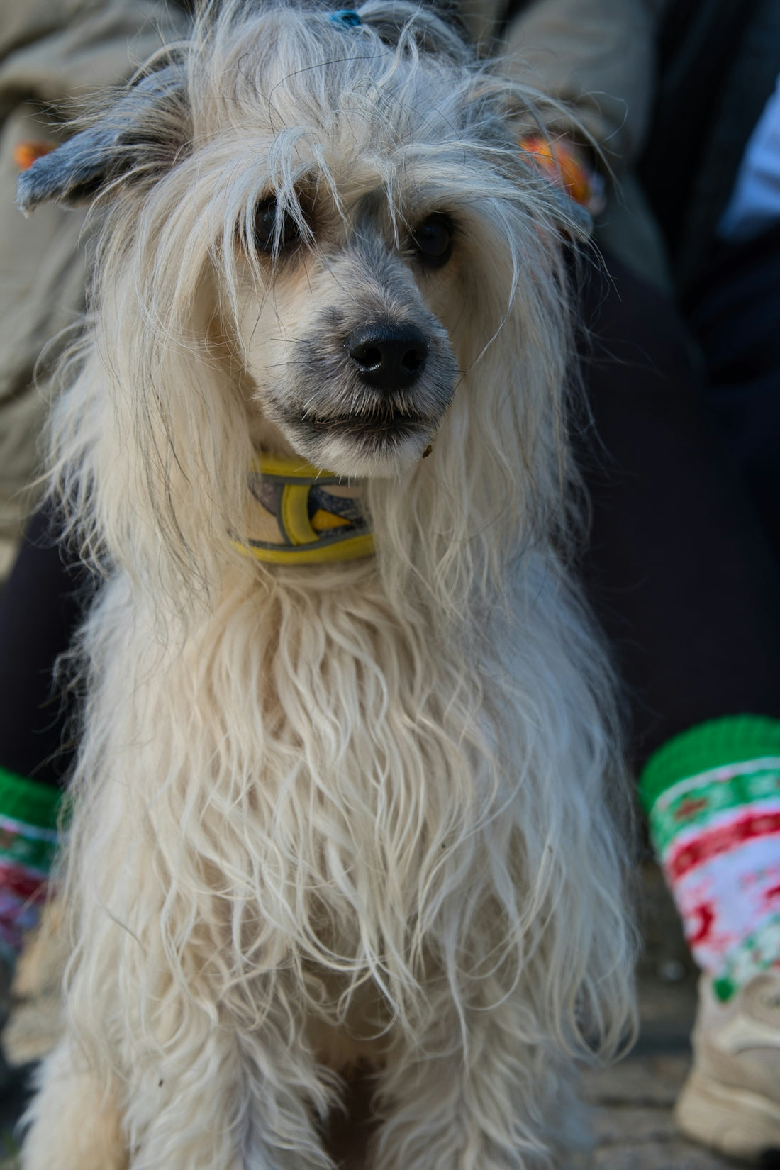 A fluffy white dog with a yellow collar.