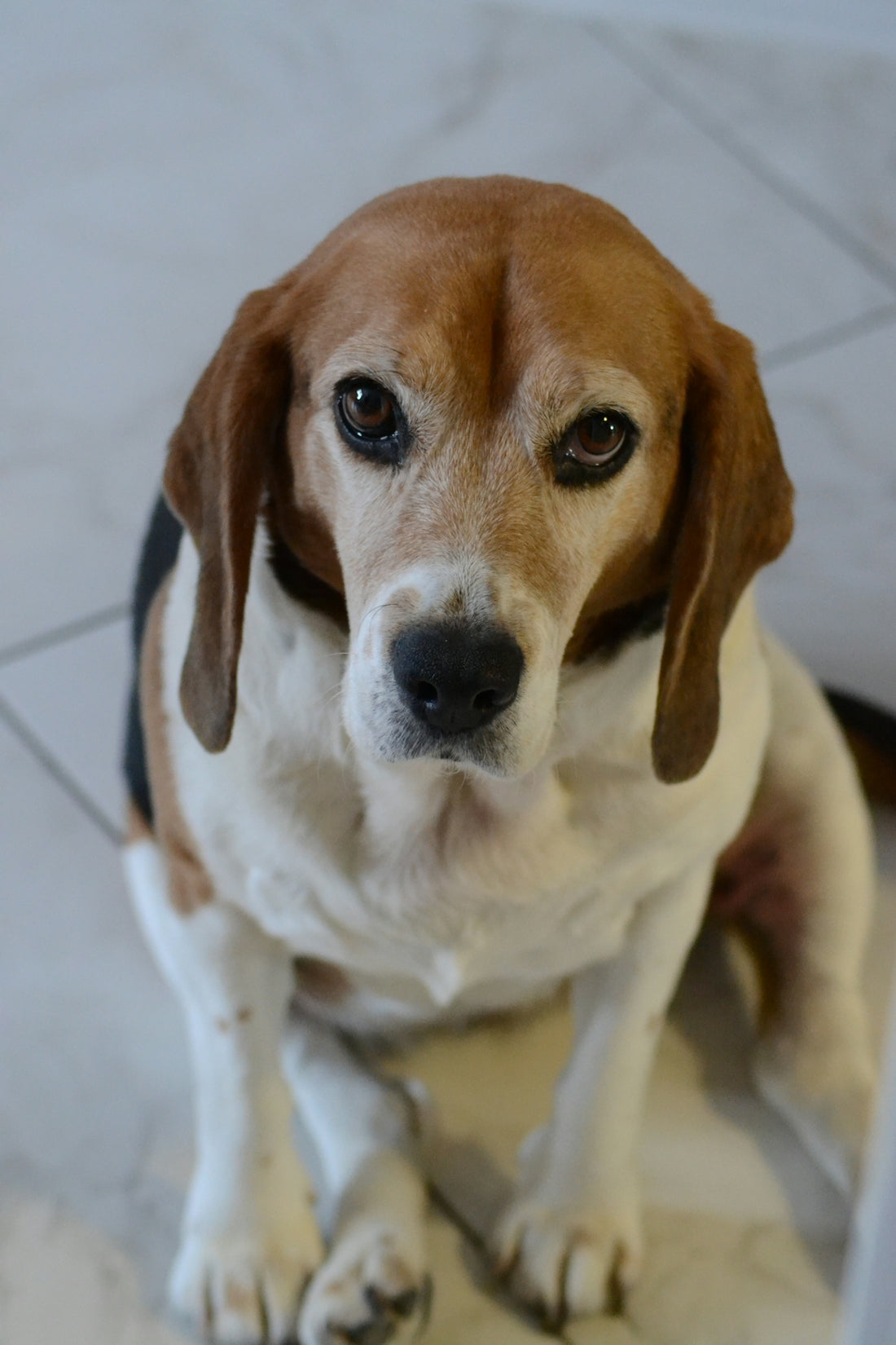 A beagle dog sits looking directly at the camera.