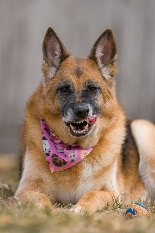 German shepherd dog wearing a pink bandana lies on grass.