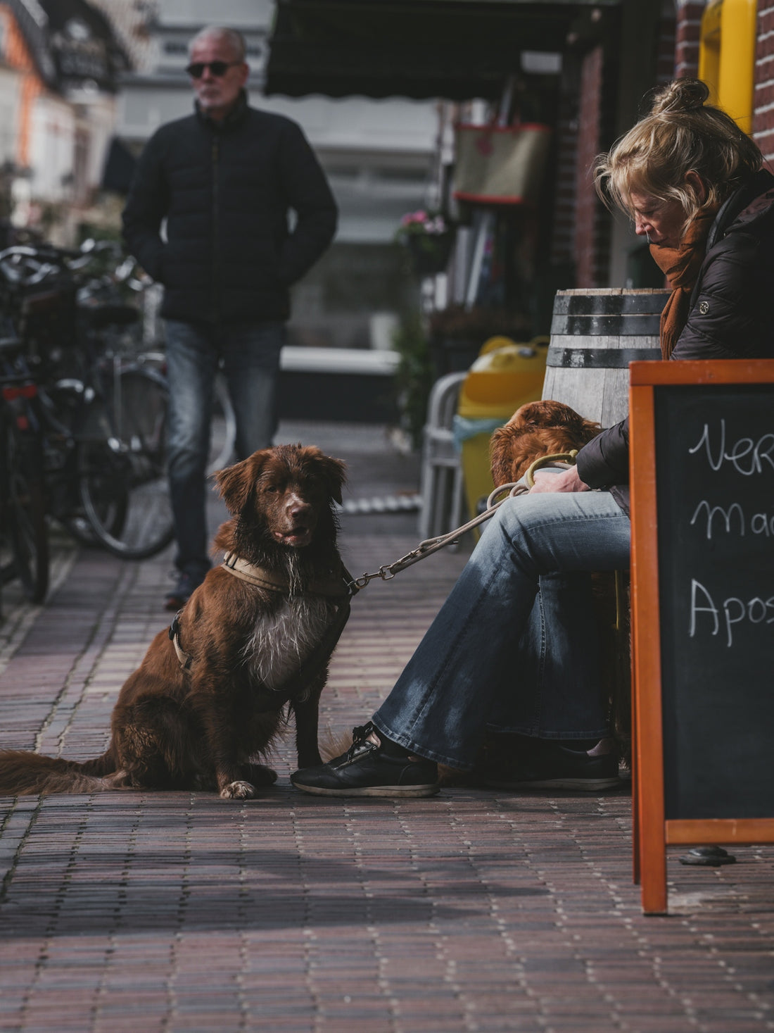 A brown dog sits on a leash outside a cafe.