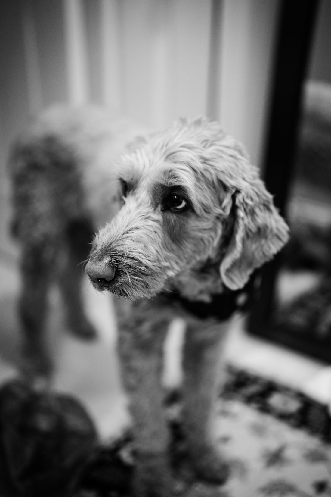 A fluffy dog stands looking to the side.
