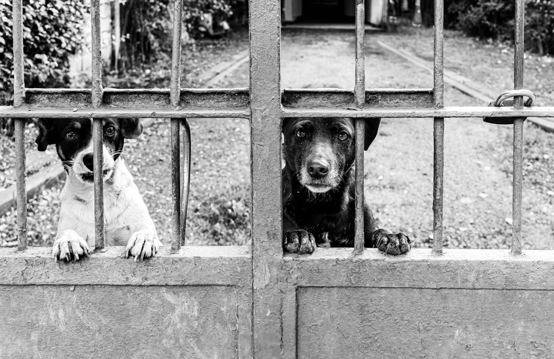 Two dogs behind a metal gate