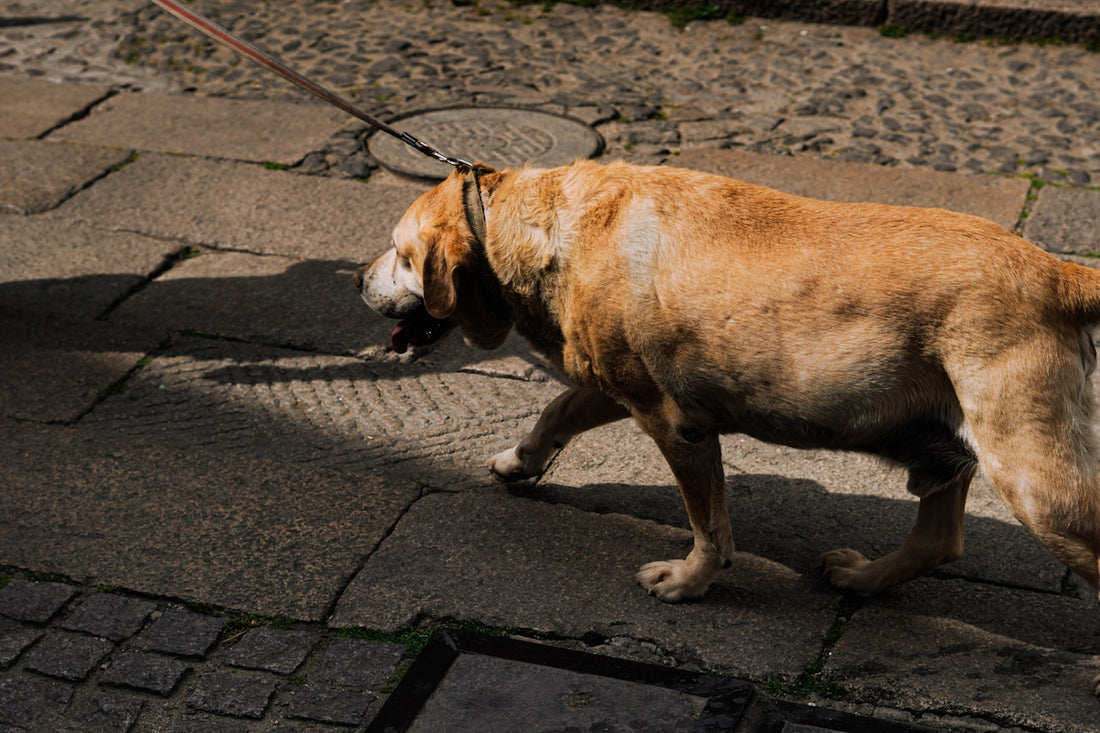A brown dog walks on a stone pavement in sunlight.