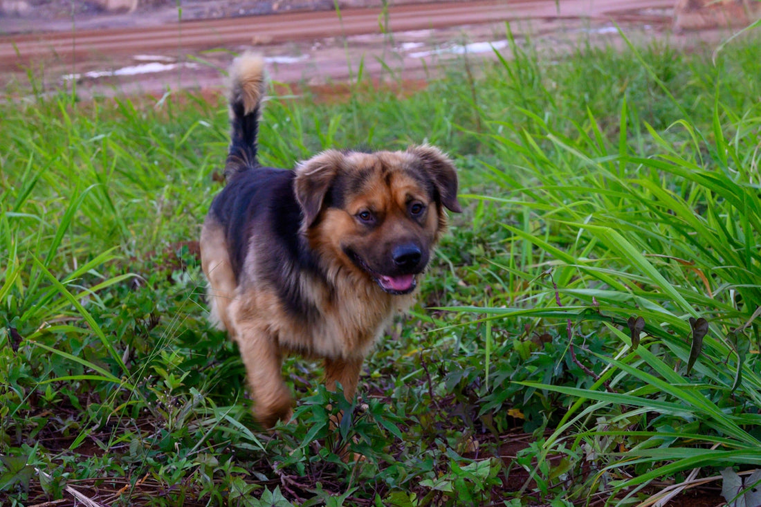 A brown and black dog stands in tall green grass.
