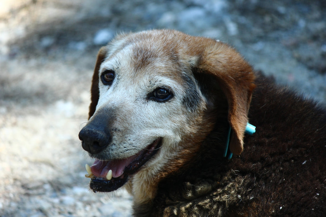 An old dog with a grey muzzle smiles outdoors.