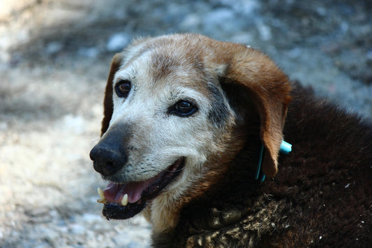 An old dog with a grey muzzle smiles outdoors.