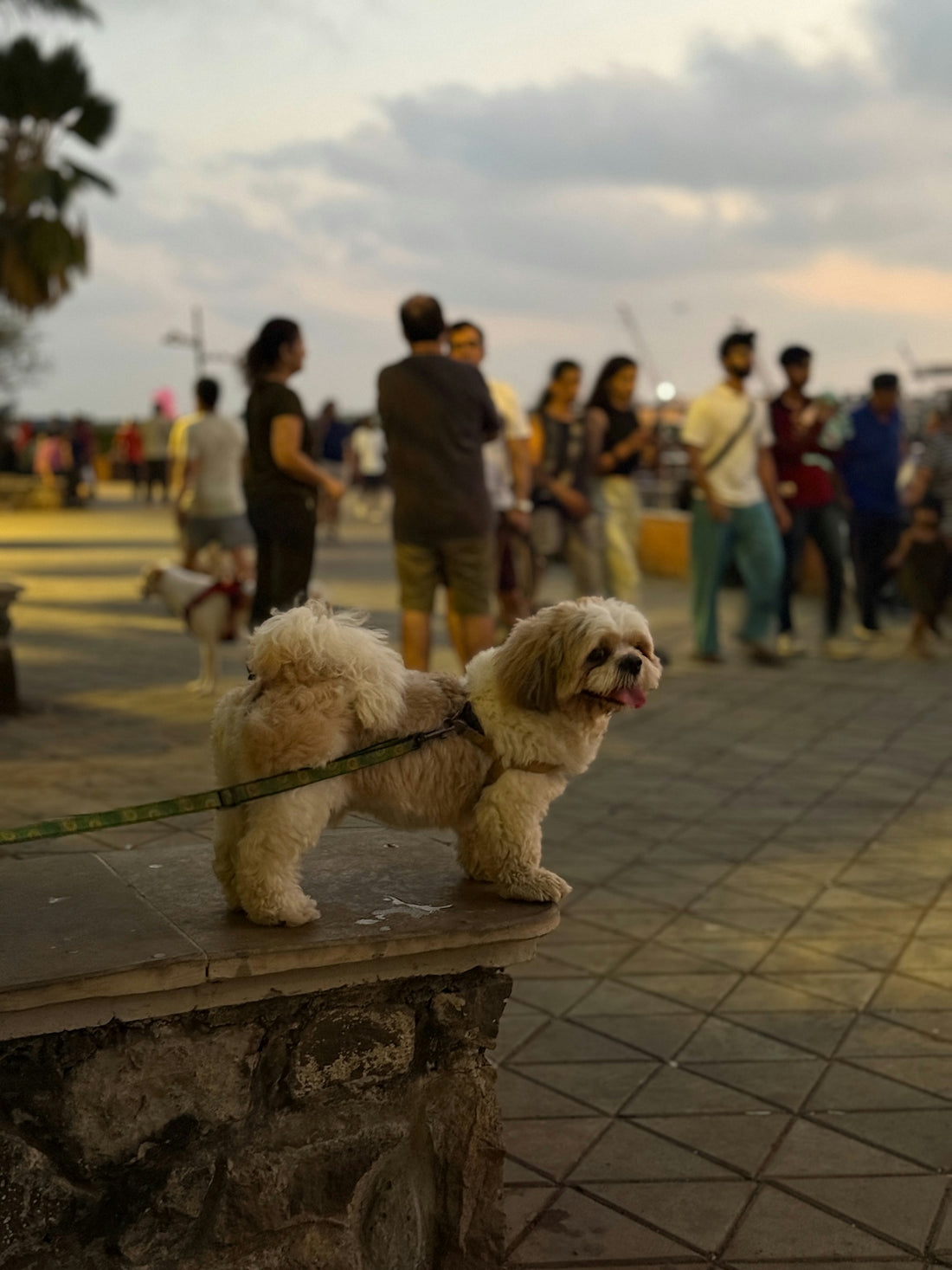Fluffy dog on a leash in a busy outdoor setting.