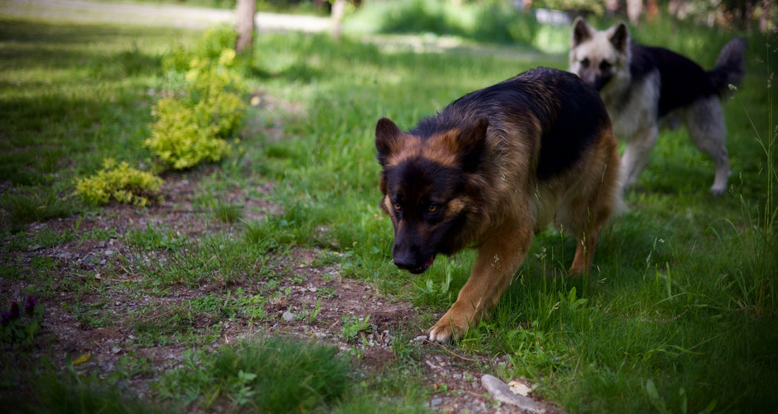 Two german shepherds walking on green grass outdoors.
