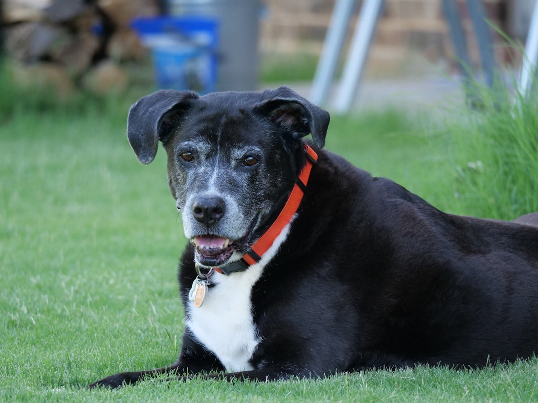 Senior black dog with orange collar resting on grass.